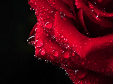 Kissed by dew - black, drops, rose, red