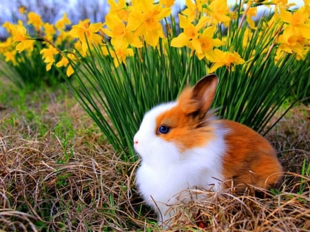 Easter Bunny - flowers, blossoms, narcissus, springtime