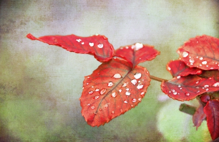 Autumn - leaves, autumn, red, drops