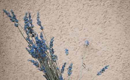 Lavande - flowers, lavande, flower, wall