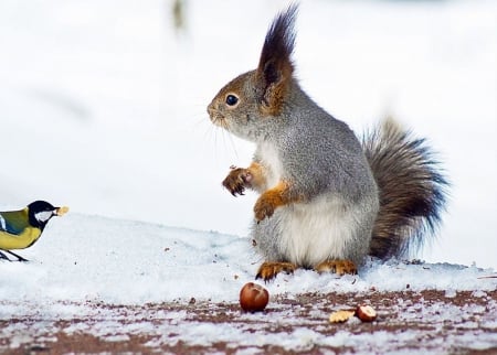 Don't Steel my Food ! - squirrel, bird, winter, scenery, nut, snow