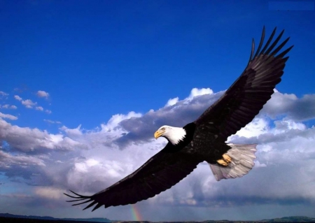 Mighty Eagle - wings, raptor, sky, bald eagle, american