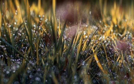 MORNING LIGHT - GRASS, MORNING, NATURE, DROPS