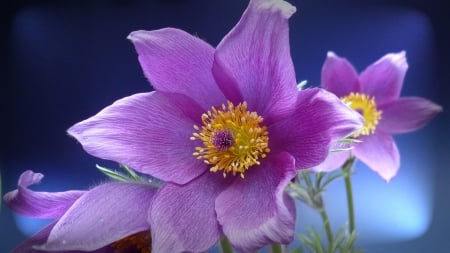 Sleeping Grass - anemones, wallpaper, nature, purple, big, three or more, flowers, new, flower