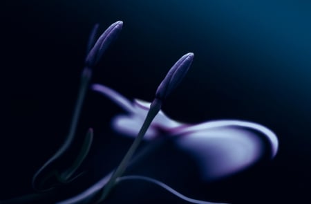 Blue - macro, flower, light, blue