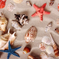 Shells