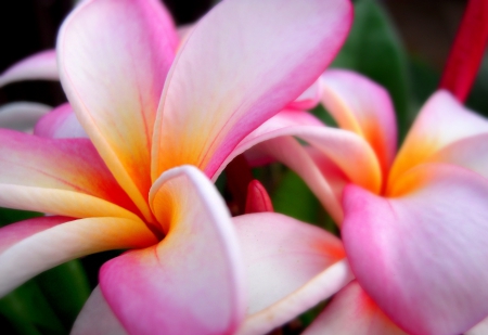 Plumeria - nature, flowers, plumeria, flower