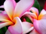 Plumeria