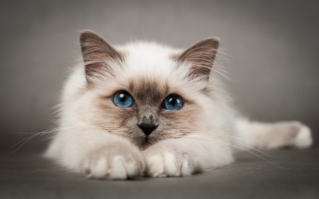 Beautiful Birman Cat - white, kitten, brown, Birman, cat, blue eyes