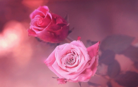 ..Dreamy Pink.. - roses, attractions in dreams, creative pre-made, pink, flowers, dreamy pink, beloved valentines, plants, beautiful, photography, colors, lovely, cool, sweet, lovely still life, nature, love four seasons