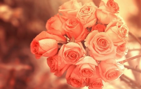 Scent of Bouquet of Roses - fragrance, roses, photography, creative pre-made, cool, orange, lovely still life, bouquets, lovely, plants, nature, love four seasons, beautiful, sweet, colors, beloved valentines, flowers