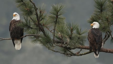 Bald Eagles