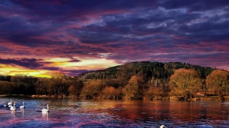 swans floating down a beautiful river