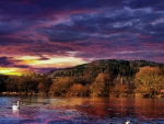 swans floating down a beautiful river