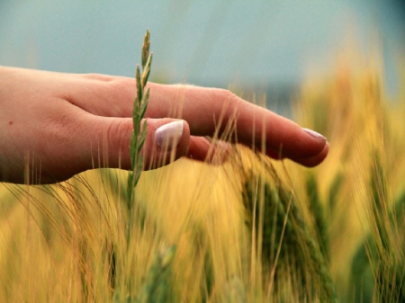 Lightness - sky, grass, clouds, hand