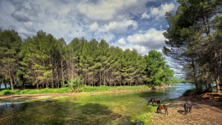 horses grazing by a beautiful river hdr - horses, forest, river, cluds, hdr, grass