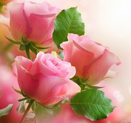 pink roses - beauty, nature, roses, pink, photography, flowers