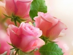 pink roses