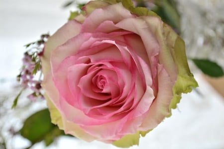 rose - roses, pink, cool, beautiful, flowers, photography, nature