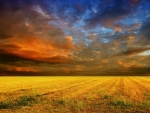 cloudy sunset cornfield