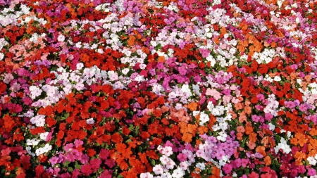 Flowers - white flowers, red flower, white flower, flower, pink, red flowers, flowers, nature, red, pink flowers, pink flower