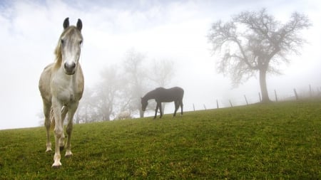 Horse - orse, run, animal, stallion