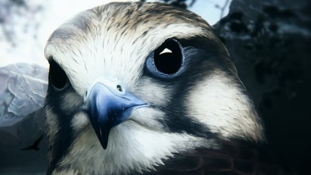 Hawk - face, hawk, portrait, animal, bird, prey