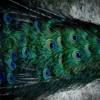 Peacock Feathers