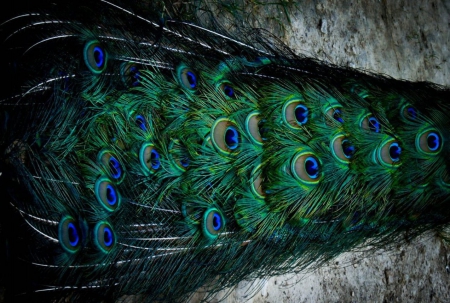 Peacock Feathers - peacock, peacocks, peacock feathers, feathers, feather, peacock feather