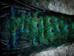 Peacock Feathers