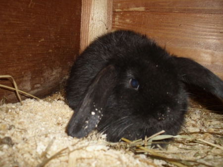 black bunny - food, cage, sunlight, pet