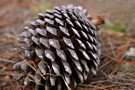 Pine Cone - nature, pine cones, brown, pine cone