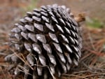 Pine Cone