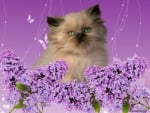 LILACS AND KITTEN