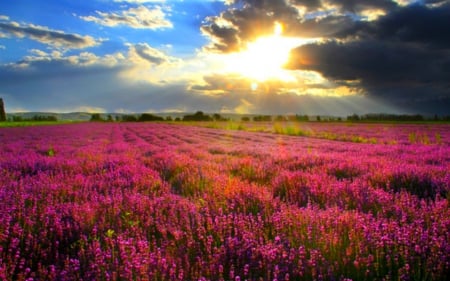 Flower field - nature, sunrise, field, flower, sky