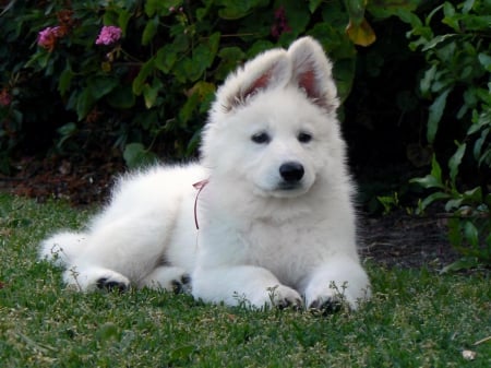 white pup