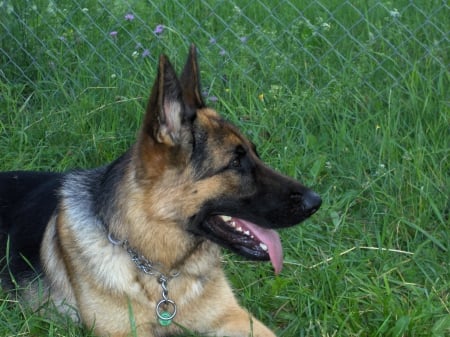 Zeus - grass, german shepherd, pants, green