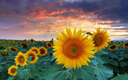 Sunflower - nature, sky, sunflowers, flowers