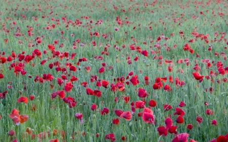 Poppies - poppy, poppies, fields, red flower, flower, red flowers, flowers, red, nture, field, france