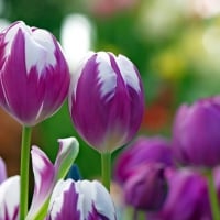 * Purple tulips *