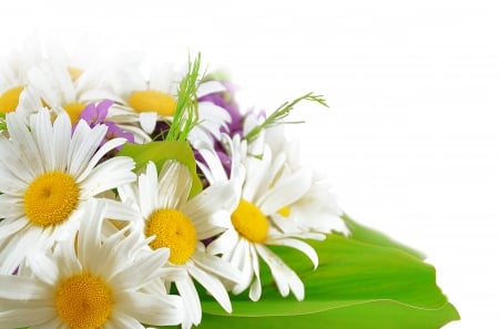 Beautiful daisies - beauty, freshness, camomile, bouquet, spring, white, leaves, green, flowers