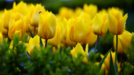 Yellow Tulips - tulips, field, flowers, yellow