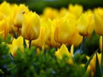 Yellow Tulips