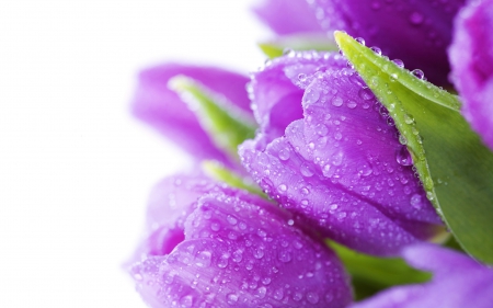 Purple Tulips - beauty, bright, tulips, water, bouquet, flowers, violet, drops