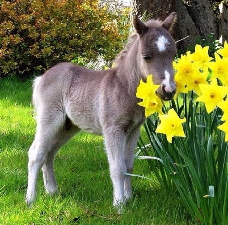 lovely spring scene - flowers, donkey, spring, daffodils, animals