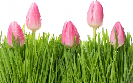 Pink soft - drops, tulips, pink, water, beauty, flowers