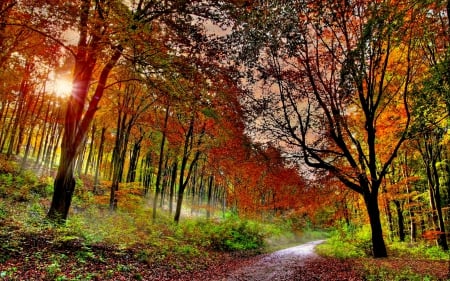 AUTUMN FOREST TRAIL - forest, path, trail, nature, autumn