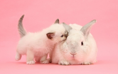 cute friends - white, kiss, animals, cats, bunny, cute, kitten, friendly