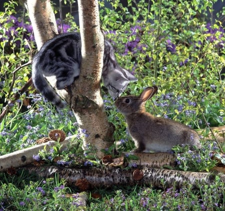 kitty and bunny playing in the spring garden - garden, catsmkitty, animals, spring, bunny