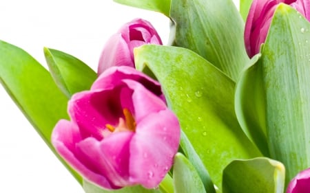 Tulips - beauty, bright, pink, petals, tulips, water, flowers, drops